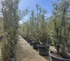 Quercus Suber Multistamm 250 cm Korkeiche – winterhart bis Produktbild-Vorschau 3