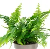 Schwertfarn 'Green Lady' - pflegeleichte Zimmerpflanze, Produktbild-Vorschau 2