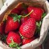 10 Stk. Erdbeerpflanze 'Portola' Immertragende Erdbeeren, Produktbild-Vorschau 6