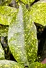 Japanische Aukube Variegata 40-60 cm, im Topf - Aucuba Produktbild-Vorschau 3