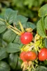 Rosa rugosa 'Alba', Kartoffelrose, weiß, 30–40 cm Produktbild-Vorschau 5