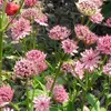 6 x Astrantia  - Astrantia major 'Rosea'  | Pot 9 cm x 9 cm Voir les images du produit 2