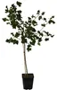 Jochelbeere Fußstamm ca. 50-60 cm Stamm Kreuzung aus Produktbild-Vorschau 1