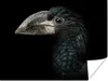 MuchoWow® Poster Vogel - Porträt - Hornvogel - Schwarz - Produktbild-Vorschau 1