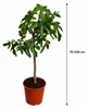 Ficus carica ‘Napolitana’ – drzewko figowe o wysokości Podgląd zdjęcia produktu 5