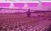 VINGO 15W LED lampa na rastliny Záhradné a skleníkové Náhľad obrázku produktu 6