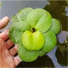 Eco Plant - Limnobium laevigatum - rostlina invitro malý Náhled obrázku produktu 5