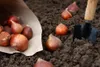 Premium Mix Pflückgarten 50 Stück Tulipa Blumenzwiebeln Produktbild-Vorschau 2