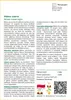 SAFLAX - Malwa czarna - 100 Nasiona - Alcea rosea nigra Podgląd zdjęcia produktu 3