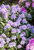 Rhododendron Hybr. 'Blue Peter', Rhododendron, blauviolett, Produktbild-Vorschau 5