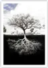 Poster - Poster ohne Rahmen - Baum die Wurzeln Reflexion - Produktbild-Vorschau 1