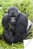 MuchoWow® Poster Ein Gorilla spaziert durch die grünen Produktbild-Vorschau 1