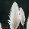 Bloomique - Zestaw 6 sztuk - Cortaderia selloana White Podgląd zdjęcia produktu 2