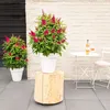 Bloomique - Buddleja Butterfly Little Ruby - Krzew motyli - Podgląd zdjęcia produktu 4