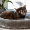 Kerbl Pet Fensterliegebett für Katzen Produktbild-Vorschau 4