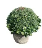 Ilex Crenata Convexa Kugeln Löffelilex Ø50-60cm (12 Stück Produktbild-Vorschau 1