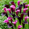 Cibule lilie calla, mrazuvzdorné, víceleté – směs fialových Náhled obrázku produktu 1