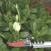 Garten PRIMUS Schneidgiraffe Rosenkavalier klein Länge: 630 Produktbild-Vorschau 4