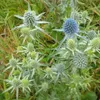 6 x Mannstreu - Eryngium planum  | Topf 9cm x 9cm Produktbild-Vorschau 1