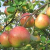 Topaz ® Apfelbaum - Buschbaum Topfballen (Versandzeit: Produktbild-Vorschau 2