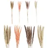 24x Pampasgras 4 Farben Dekogras H65-75 cm Trockenblume Produktbild-Vorschau 8