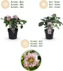 GreenboutiQ - Gartenpflanze - Lentenrose - Helleborus Produktbild-Vorschau 4