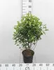 Aronia melanocarpa - Schwarze Apfelbeere 40- 60 cm Produktbild-Vorschau 1