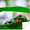 MuchoWow® Poster Frösche in der Natur von Costa Rica Produktbild-Vorschau 1