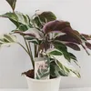 A potted Calathea Fusion White plant with a descriptive tag. Anteprima dell’immagine prodotto