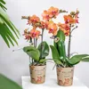 Kolibri Orchids KOMBINOVANÁ NABÍDKA: 4 oranžové orchideje Náhled obrázku produktu 2