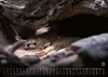 Erdmännchen - Kleine Wächter, große Abenteuer! - 2027 - Produktbild-Vorschau 8