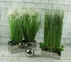 Decorative plants in silver pots on a white brick surface. Podgląd zdjęcia produktu