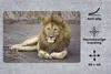 MuchoWow® Schreibtischunterlage Löwe - Afrika - Tier 60x40 Produktbild-Vorschau 2