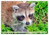 Waschbär - Niedlicher Allesfresser (Wandkalender 2027 DIN Produktbild-Vorschau 11