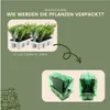 Plants by Frank | 12 Stechpalme Pflanzen | Ilex Crenata Produktbild-Vorschau 6