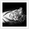 Poster - Poster ohne Rahmen - Weiß Tiger Schwarz und Weiß - Produktbild-Vorschau 1