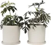 Sureau noir - Set de 2 - Sambucus nigra 'Black Lace' - Voir les images du produit 7