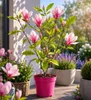 Magnolie Soulangeana 60–80 cm – Blühende Zierpflanze für Produktbild-Vorschau 1