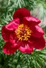 Paeonia tenuifolia, Pfingstrose, feingliedrig, ca. 11x11 cm Produktbild-Vorschau 2