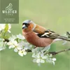 Futtertraum - Bodenfresser Spezial Mix 5kg Produktbild-Vorschau 7