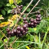 Obstpflanzensetzling Vogelbeerbaum Likjornaja im Produktbild-Vorschau 4