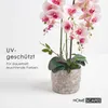 HOMESCAPES Umělá růžovo-bílá orchidej Phalaenopsis ve Náhled obrázku produktu 5