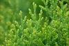 Thuja orientalis 'Aurea Nana', Lebensbaum, goldgelb, 30–40 Produktbild-Vorschau 1