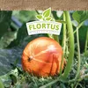 Hokkaidokürbis Uchiki Kuri |  Kürbissamen von FLORTUS Produktbild-Vorschau 5