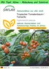 SAFLAX Garden to go - Tropischer Tomatenbaum / Tamarillo - Produktbild-Vorschau 1