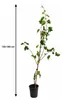 Vitis vinifera Lakemont Weinrebe 120–180 cm | Kernlose Produktbild-Vorschau 5