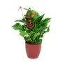 Gardners Anthurium andraeanum červená, průměr 12 cm Náhled obrázku produktu 2