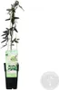 A potted plant with a label, supported by stakes, against a white background. Produktbild-Vorschau