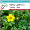 SAFLAX - Zestaw prezentowy - Chwast Gęsi - 20 Nasiona - Z Podgląd zdjęcia produktu 9