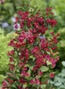Weigelie Bristol Ruby 100-150 cm, im Topf - Weigela Produktbild-Vorschau 6